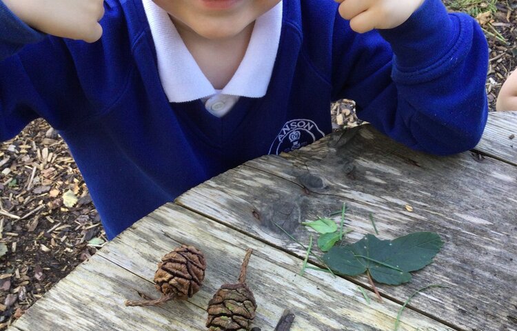 Image of Sorting natural objects 