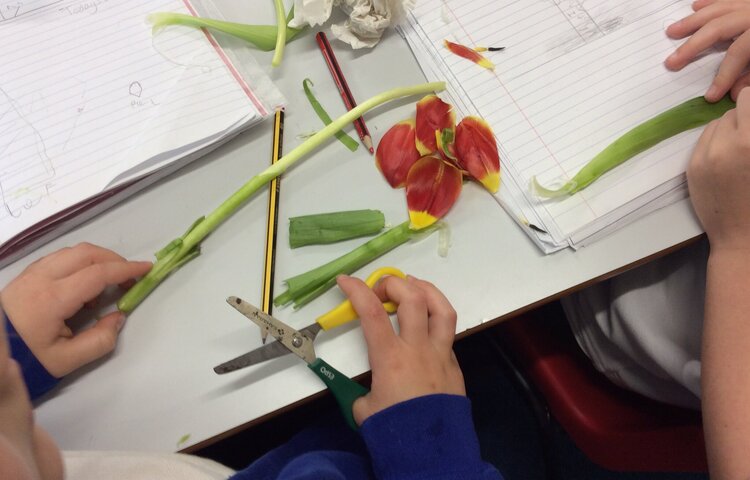 Image of Exploring flowering plants in Science