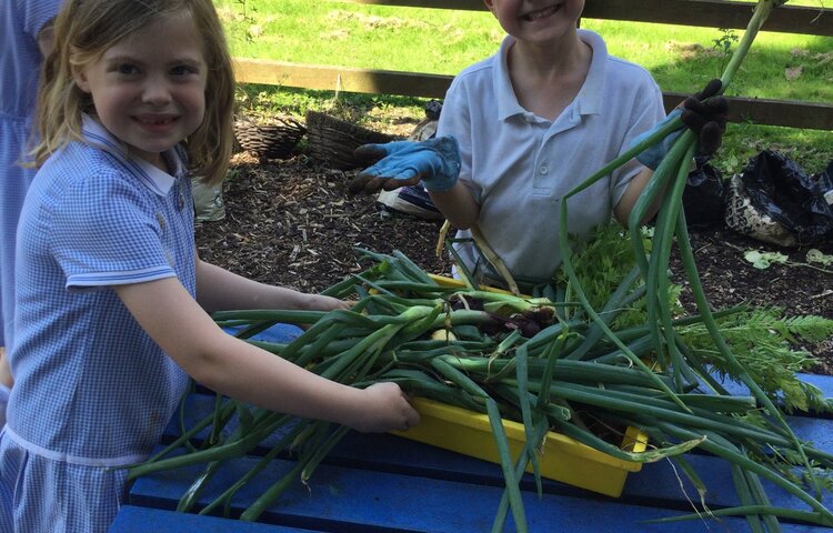 Image of Our harvest!