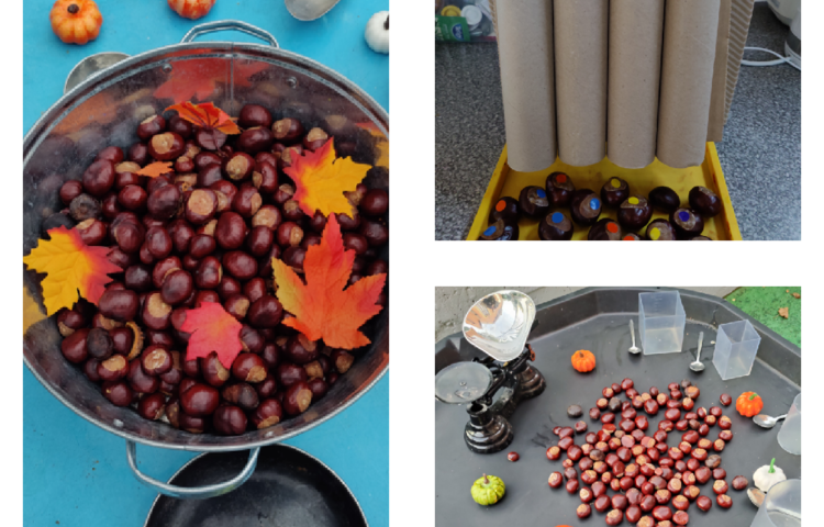 Image of All about conkers!