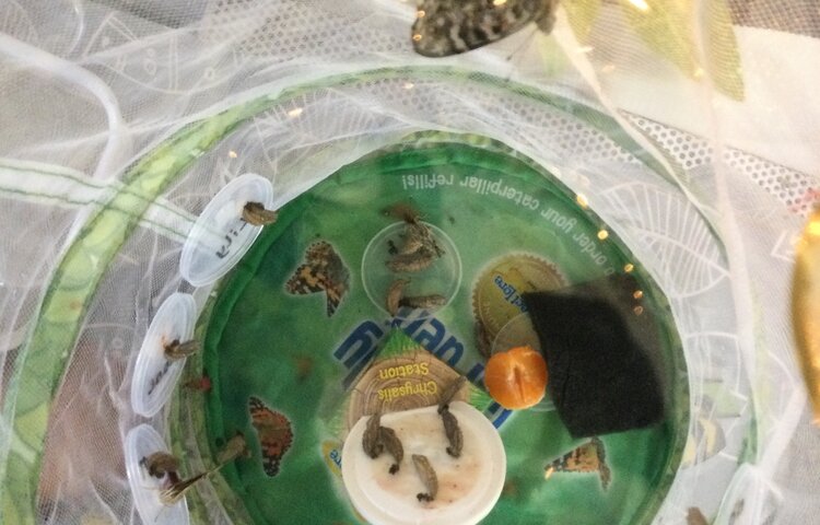 Image of We now have butterflies!