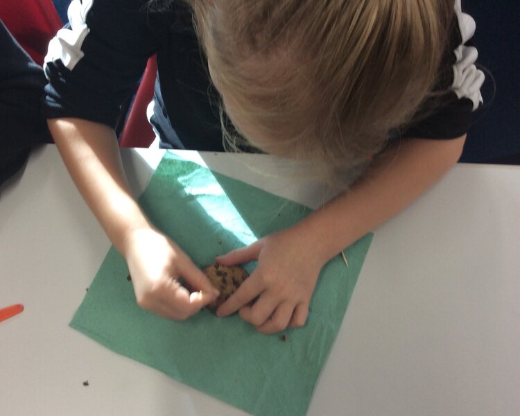 Image of Class 3 Become Paleontologists!