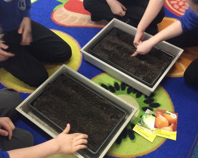 Image of Planting seeds Class 3