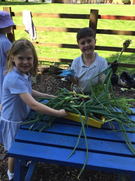 Image of Our harvest!