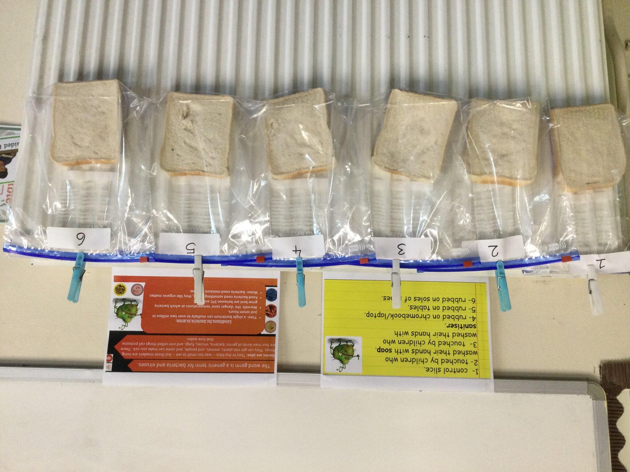 Image of Microbes experiment