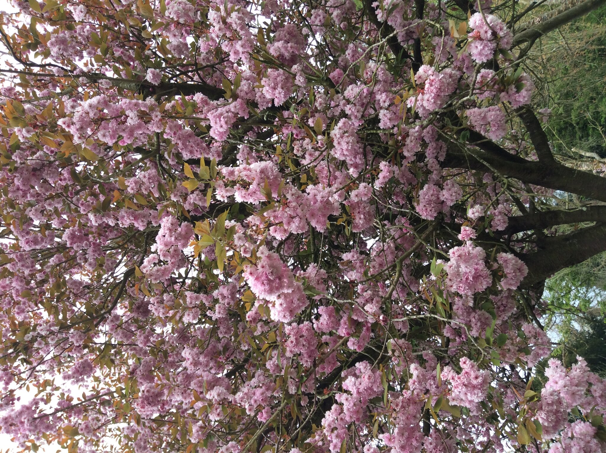 Image of Beautiful Blossom