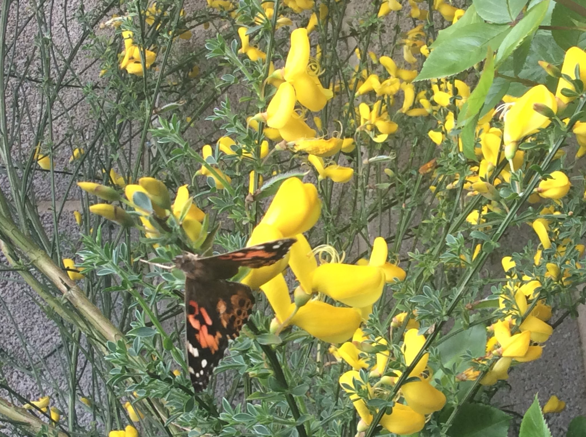 Image of Releasing Butterflies!