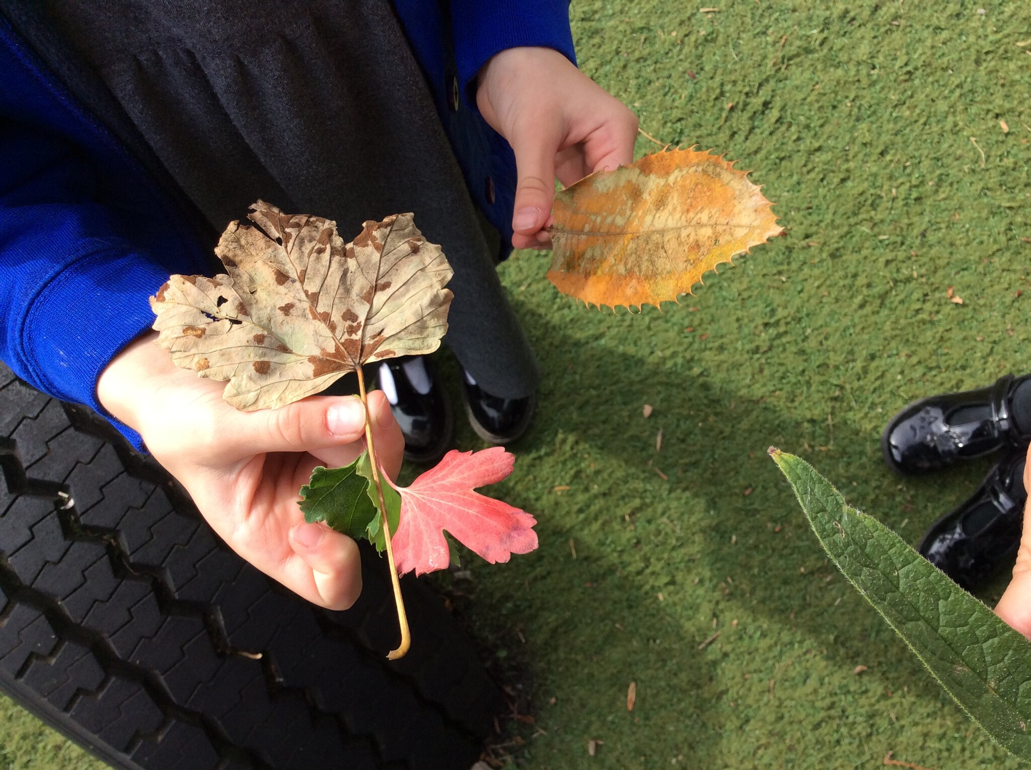 Image of Classification of Leaves in Science 