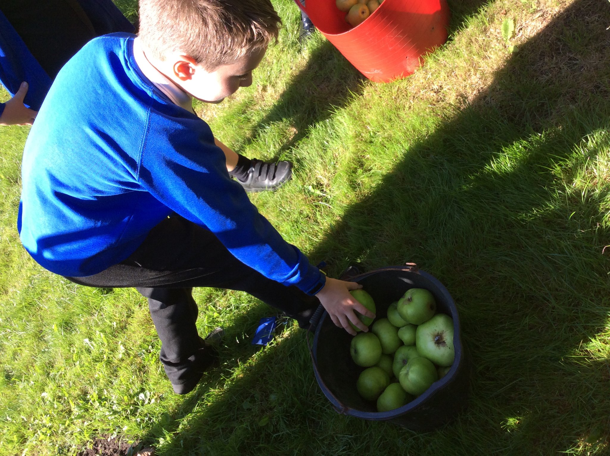 Image of Apple Picking