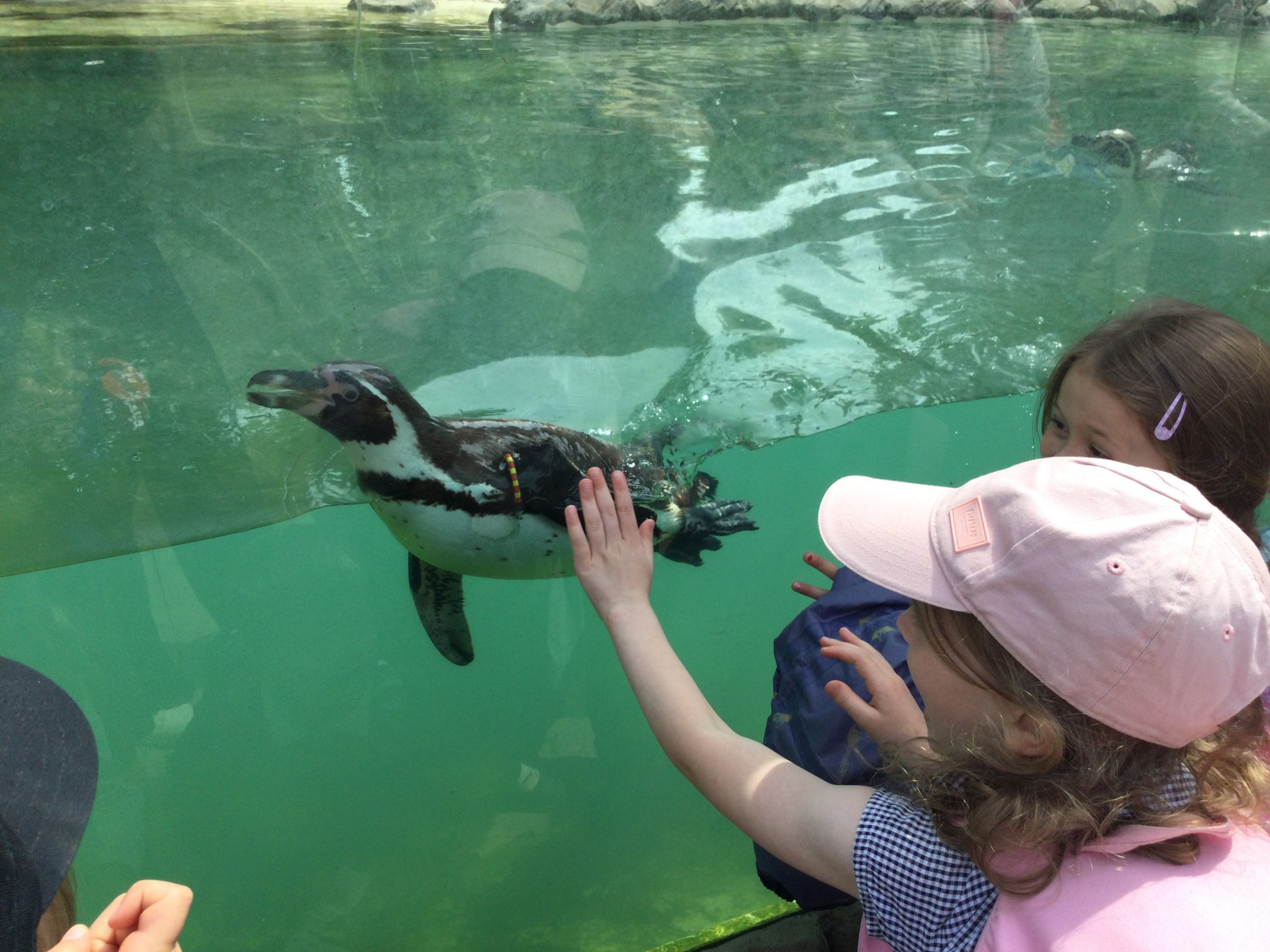 Image of Twycross Zoo