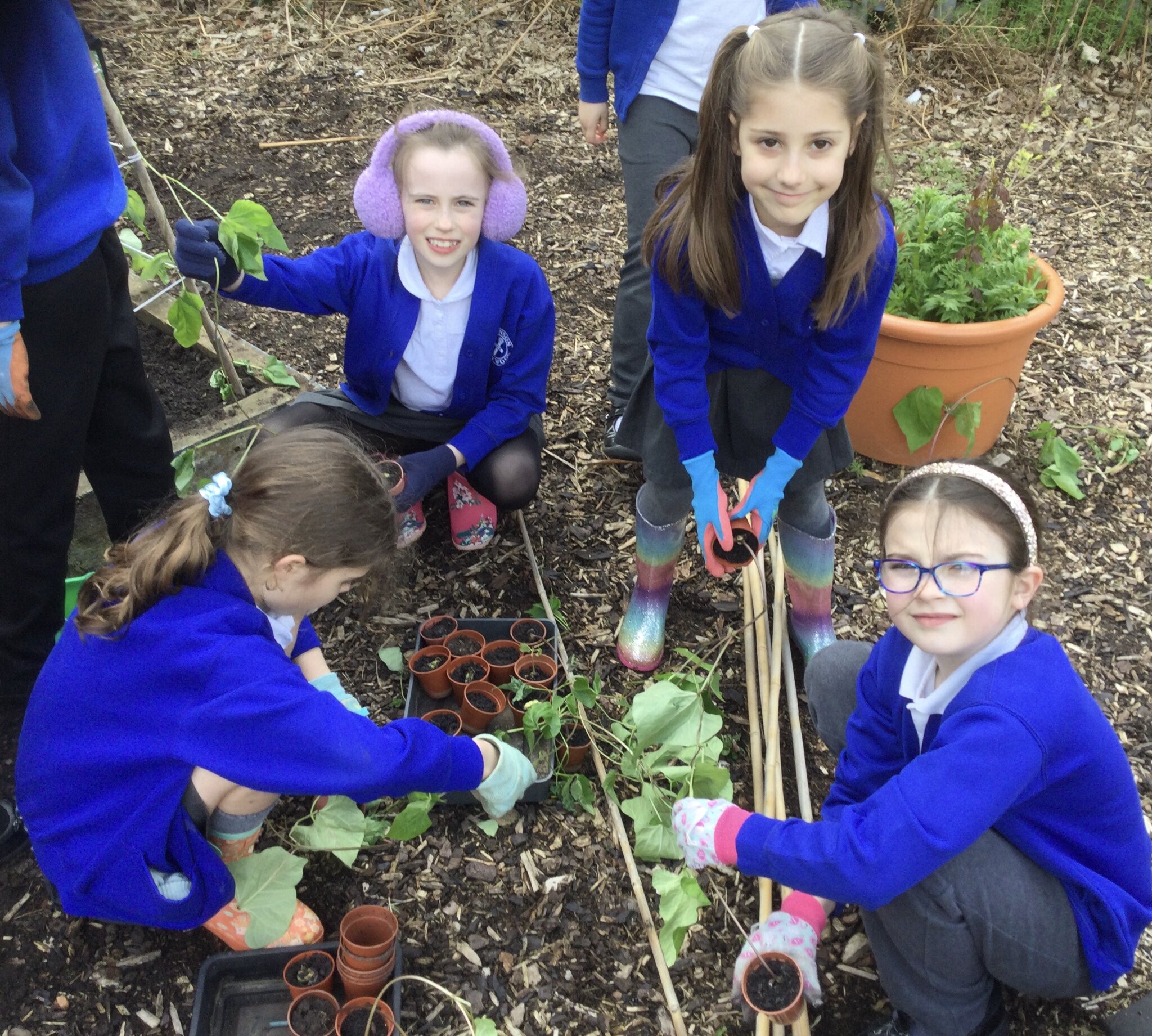 Image of Planting beans and potatoes 