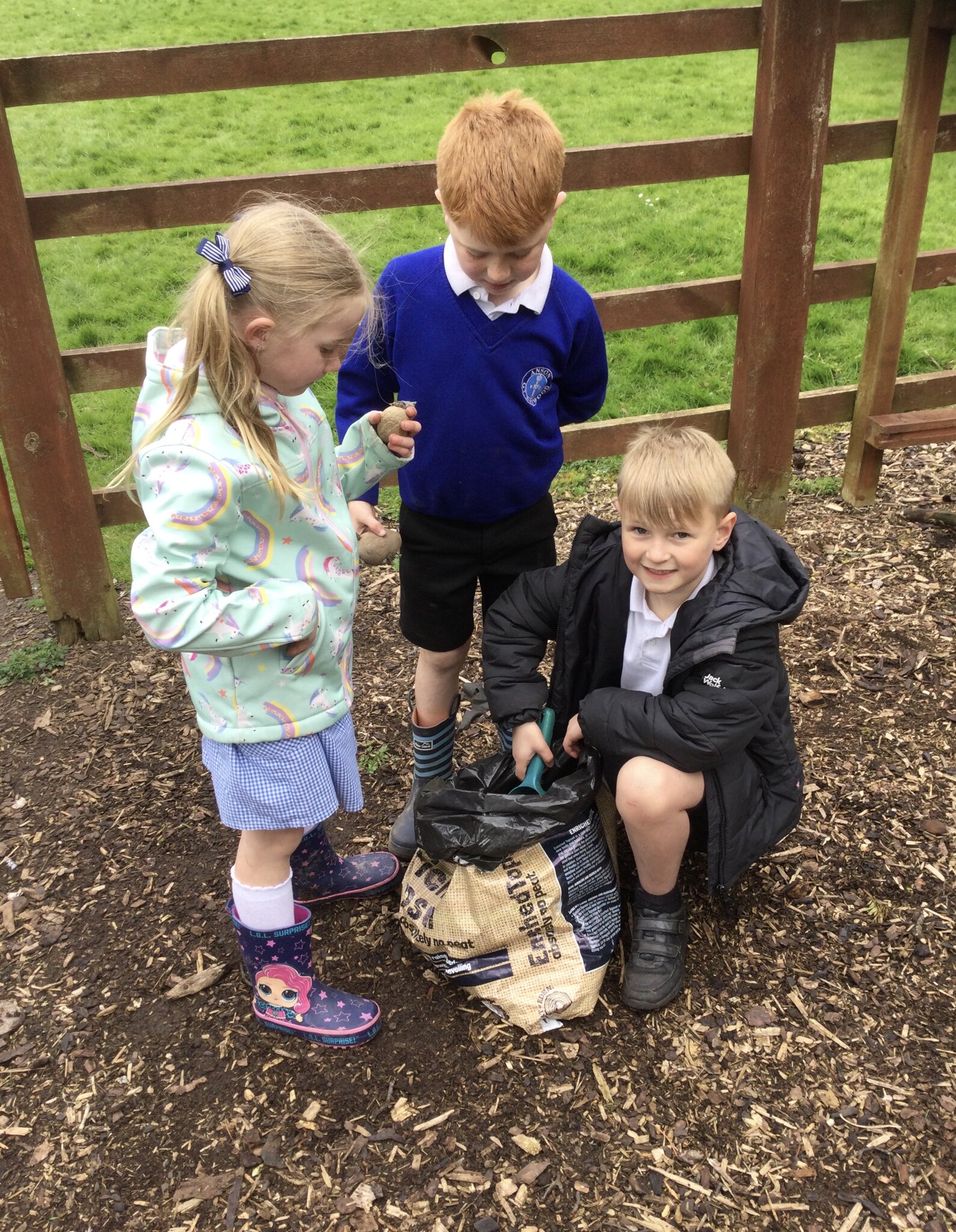 Image of Planting beans and potatoes 