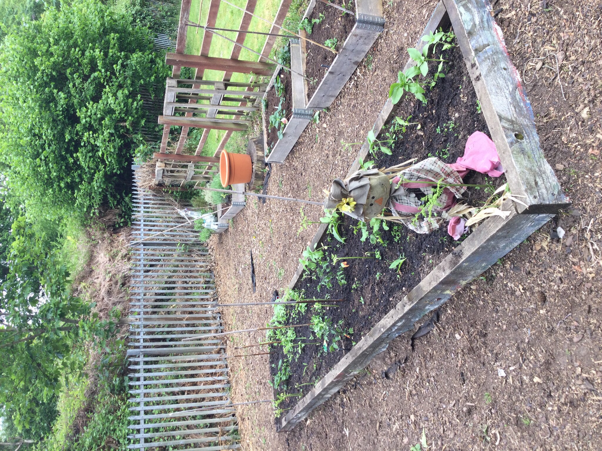 Image of Tending to our plants