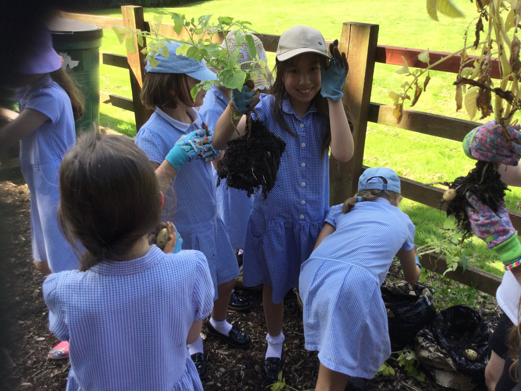 Image of Early harvest 