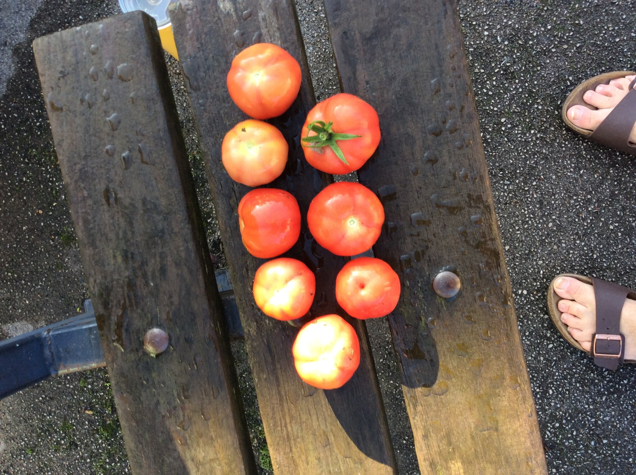 Image of We have tomatoes!