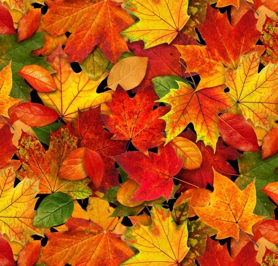 Image of Signs of Autumn