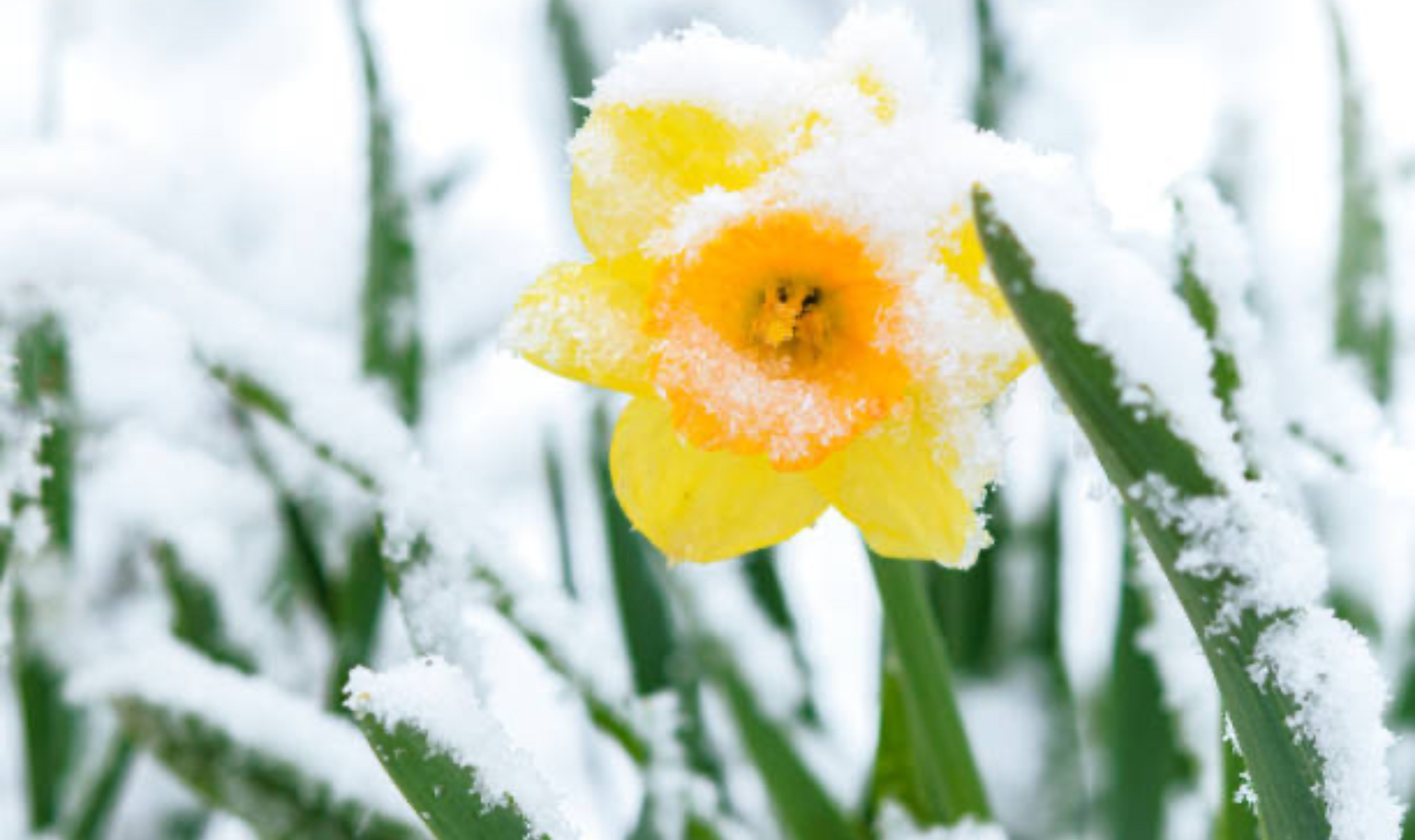 Image of Springtime Snow