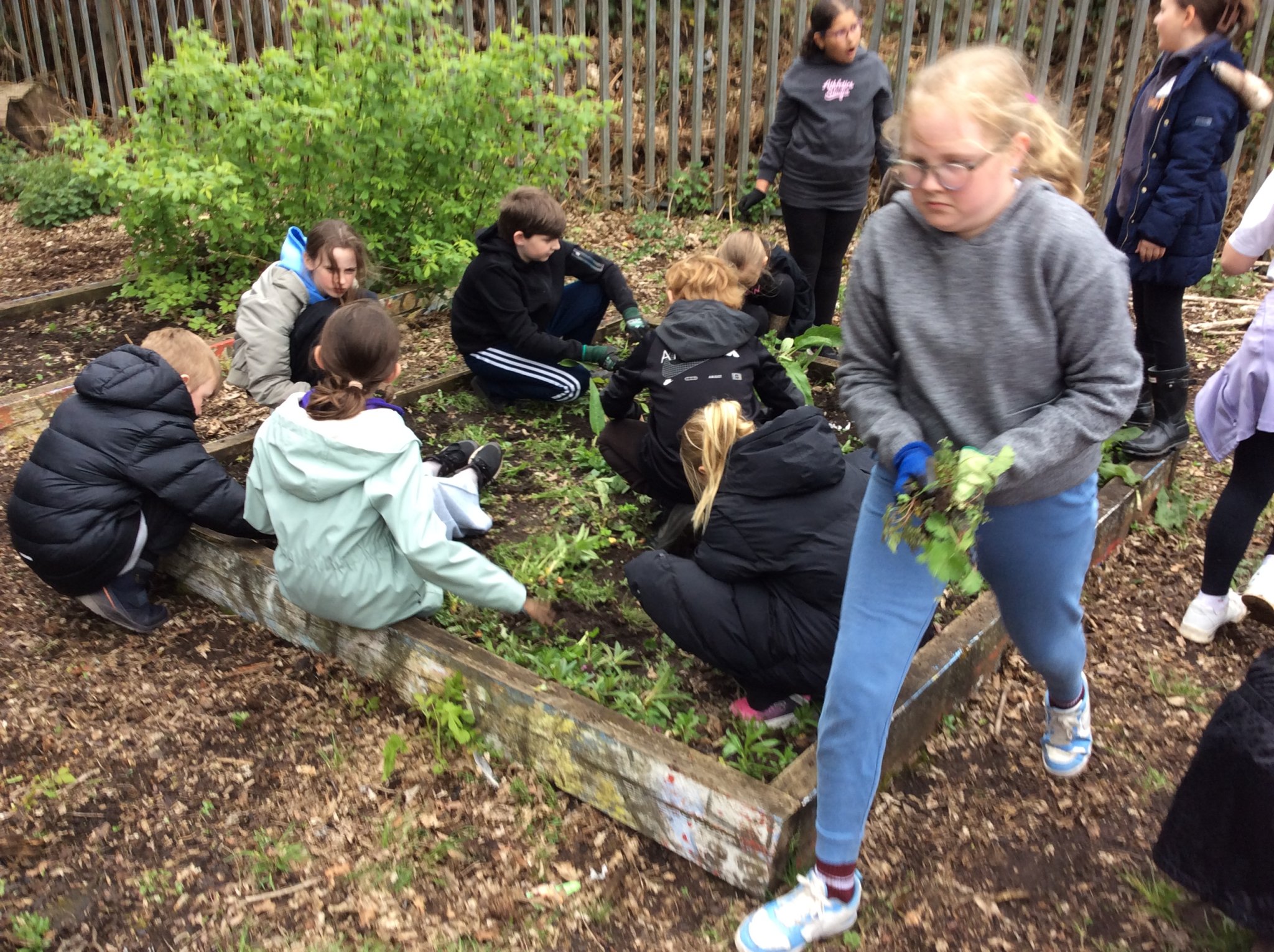 Image of Class 4 Gardening - May 2026