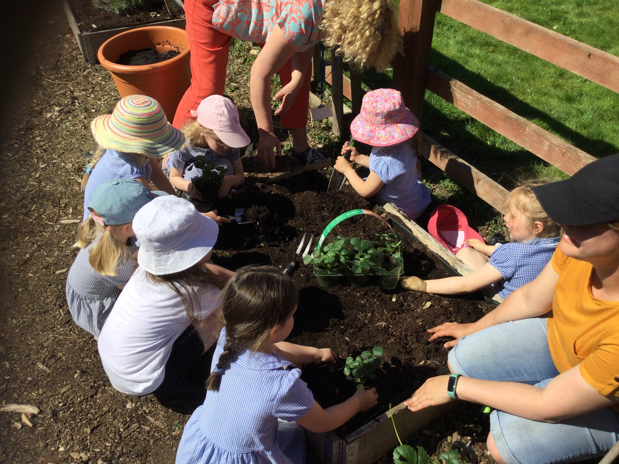 Image of Gardening in the sunshine!