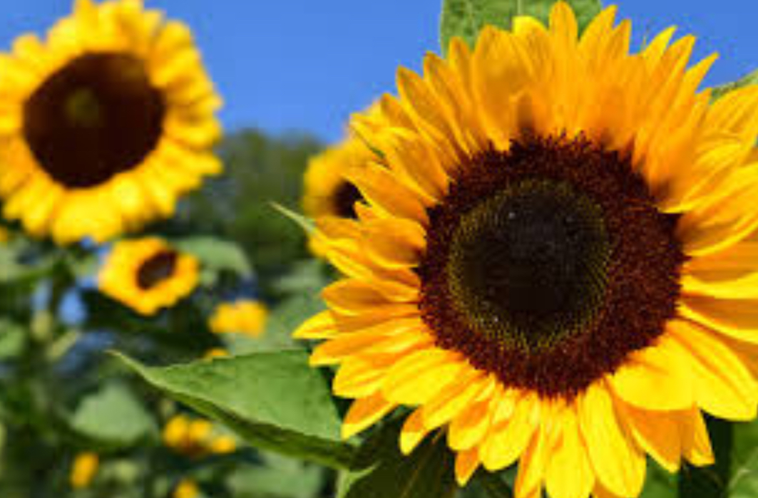 Image of Sunflowers