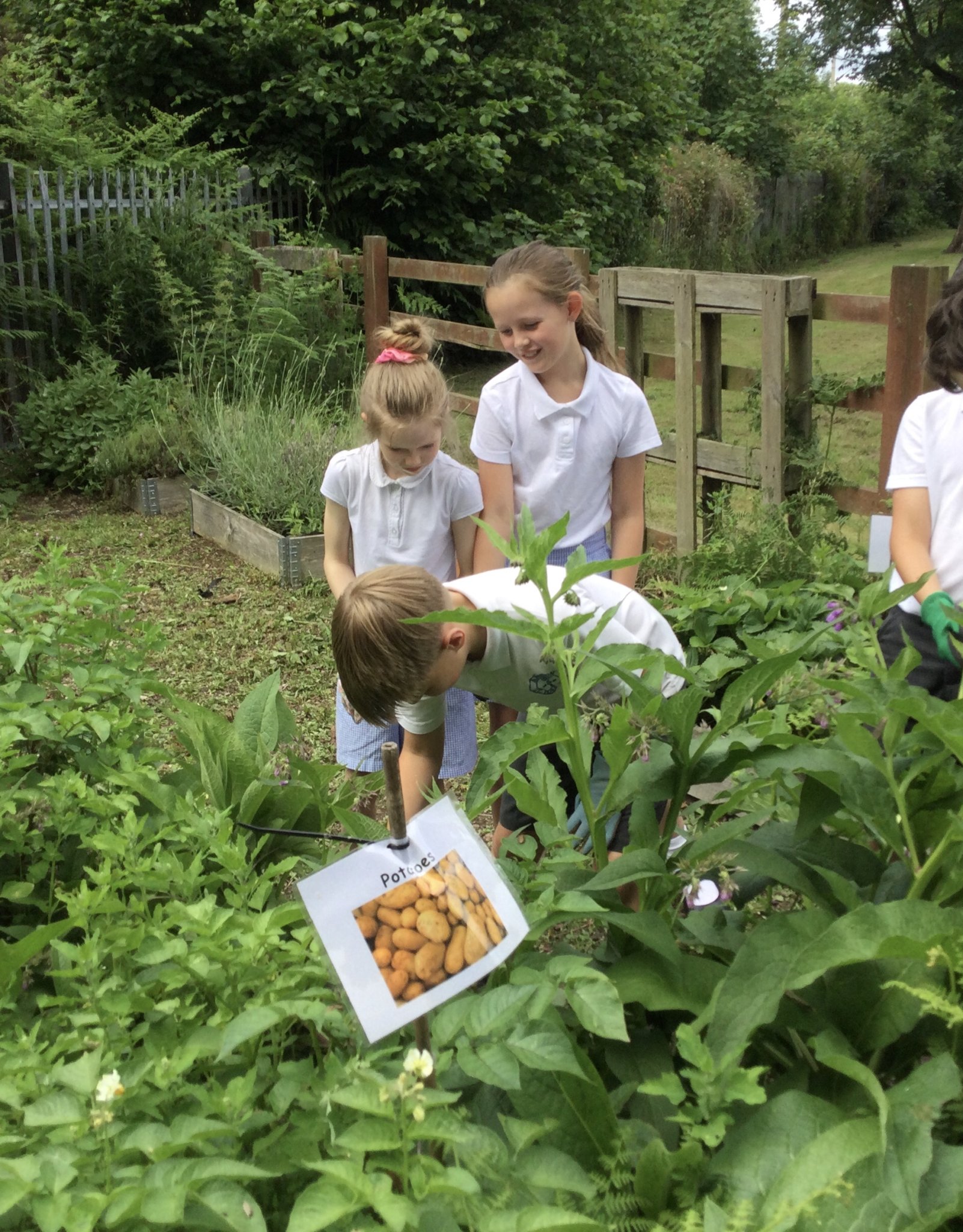 Image of Gardening