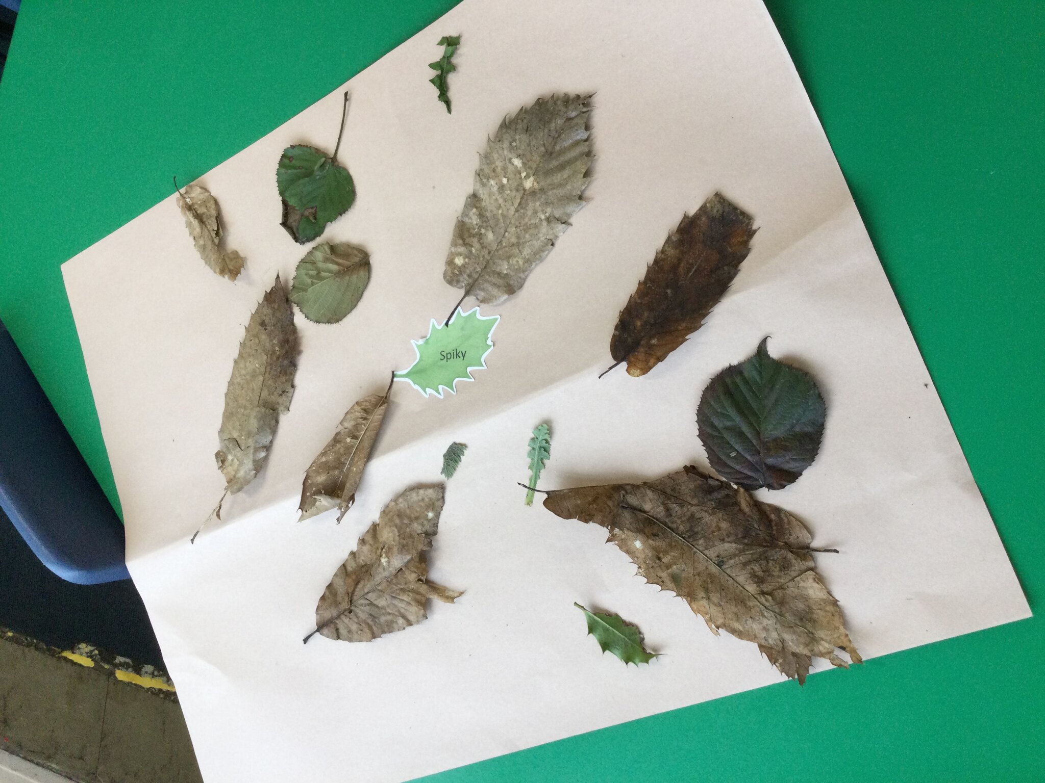 Image of Classifying Leaves