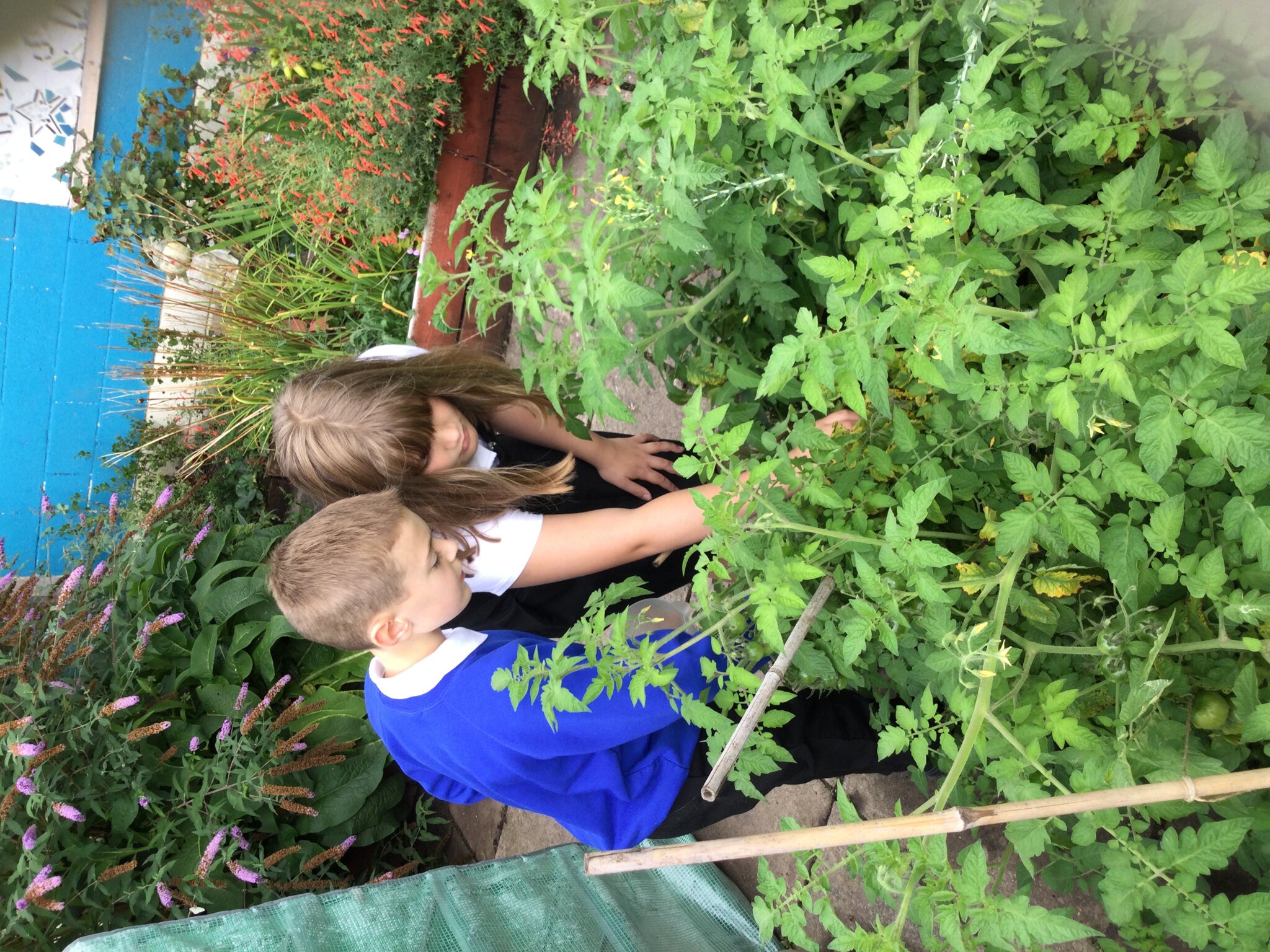 Image of Terrific Tomato pickers! 