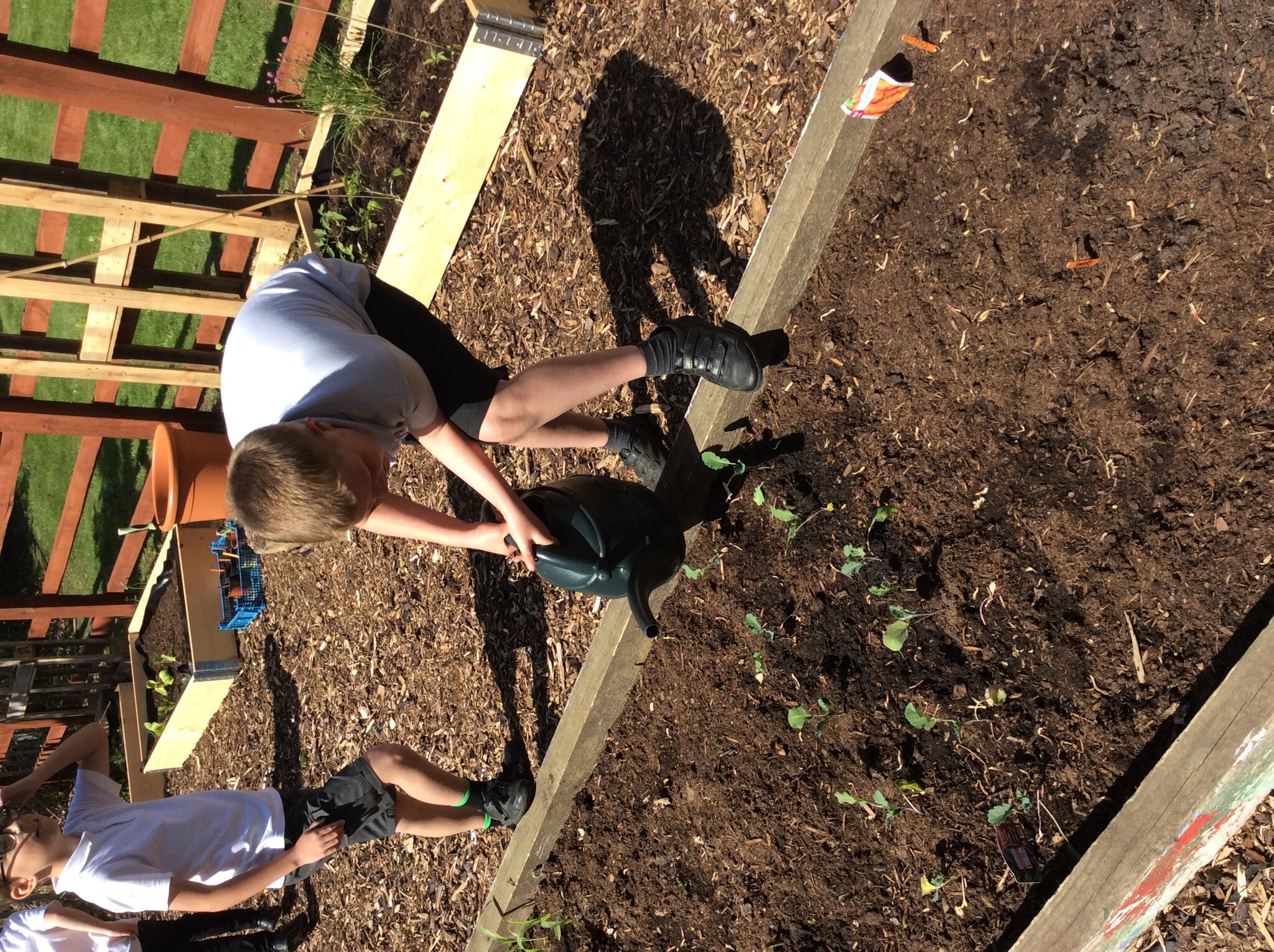 Image of Watering Our Seedlings 