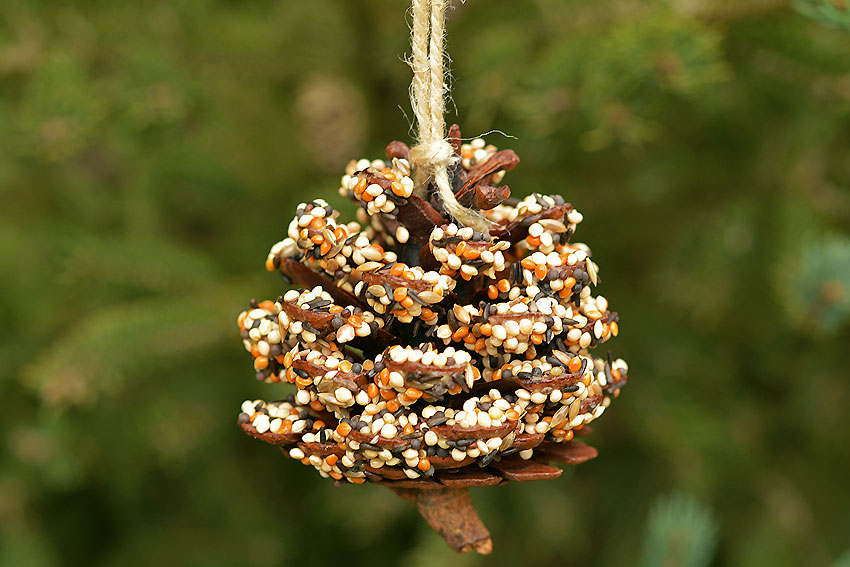 Image of Bird Feeders