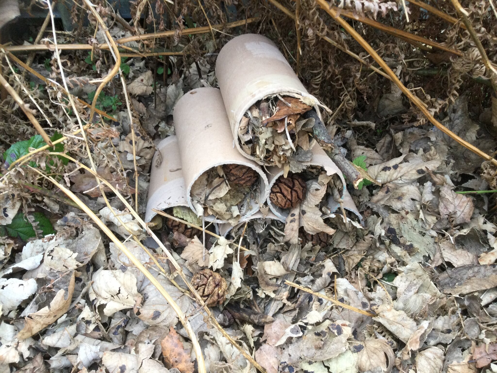 Image of Class 1 Bug Hotel