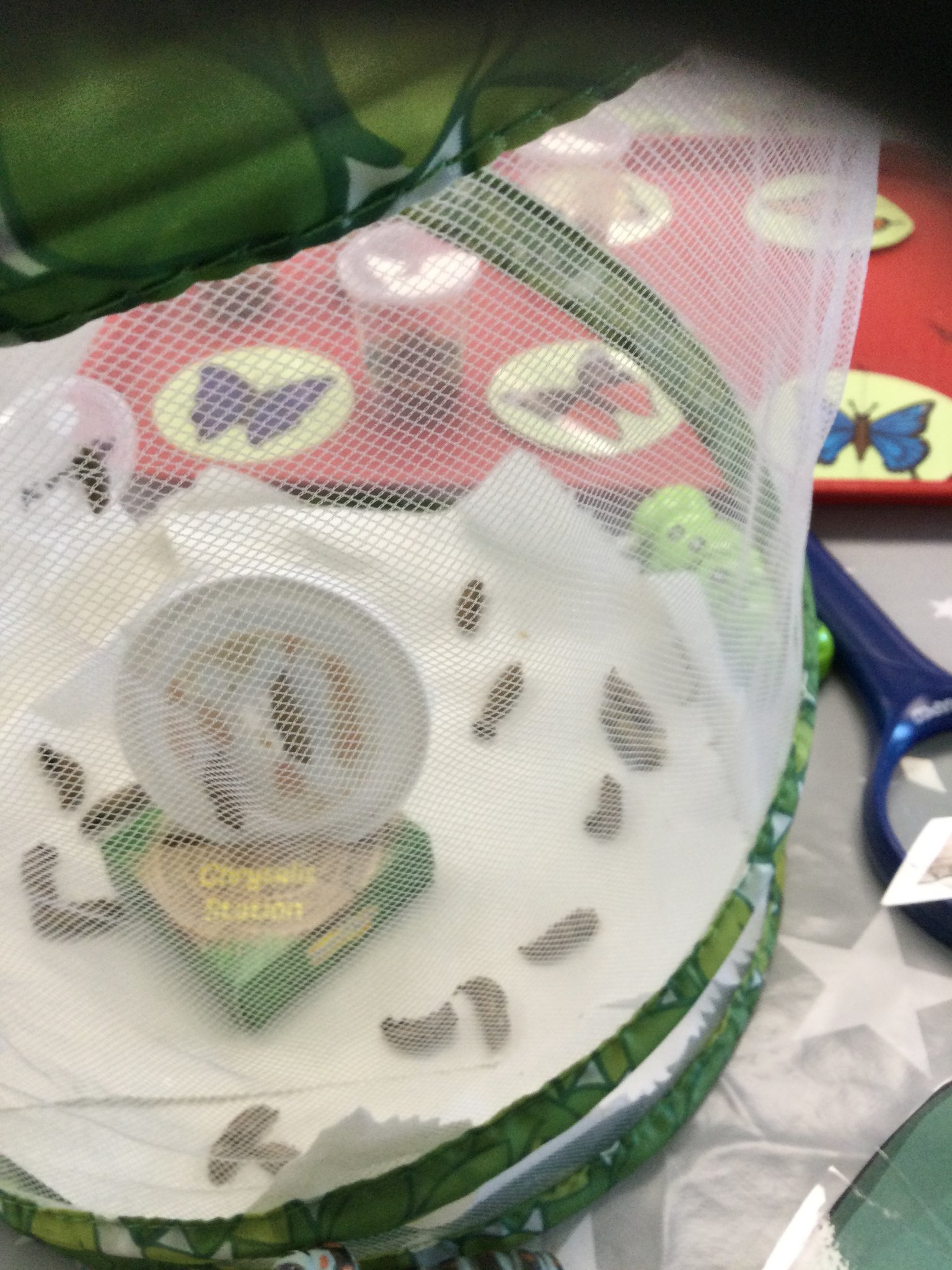 Image of Watching our caterpillars grow.