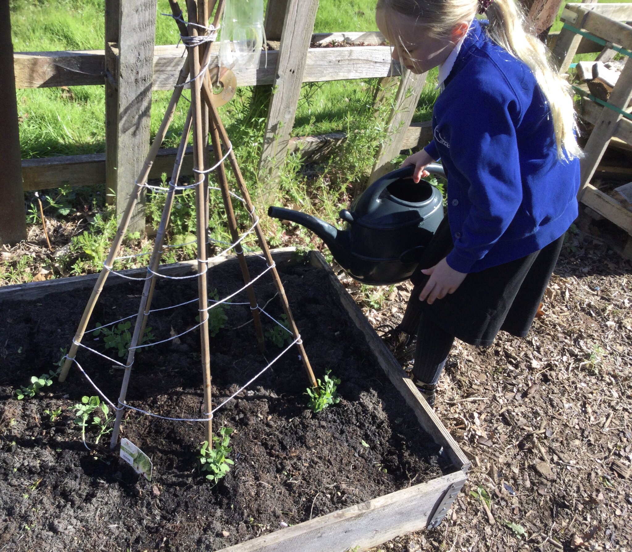 Image of Caring for our plants 
