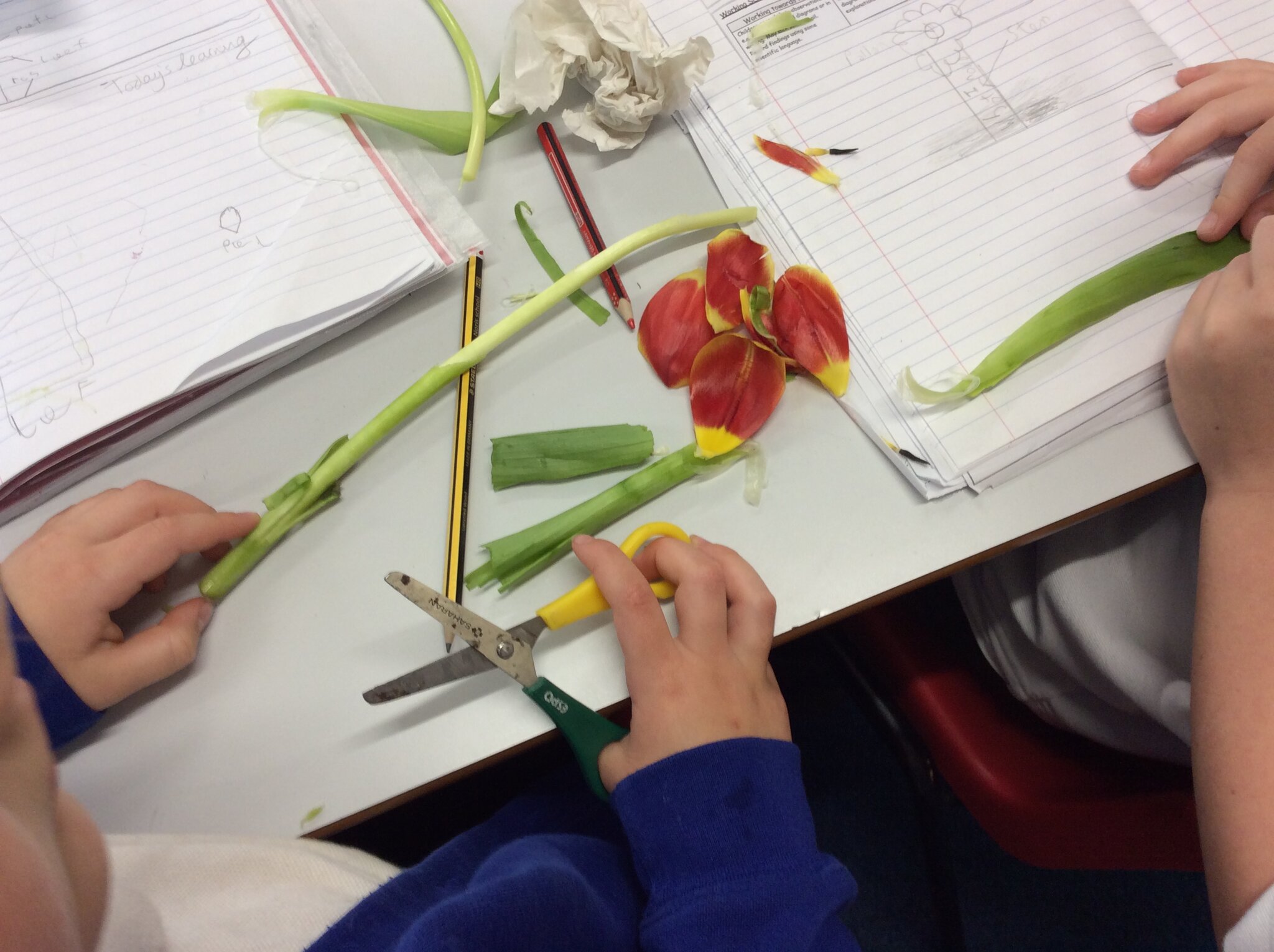 Image of Exploring flowering plants in Science