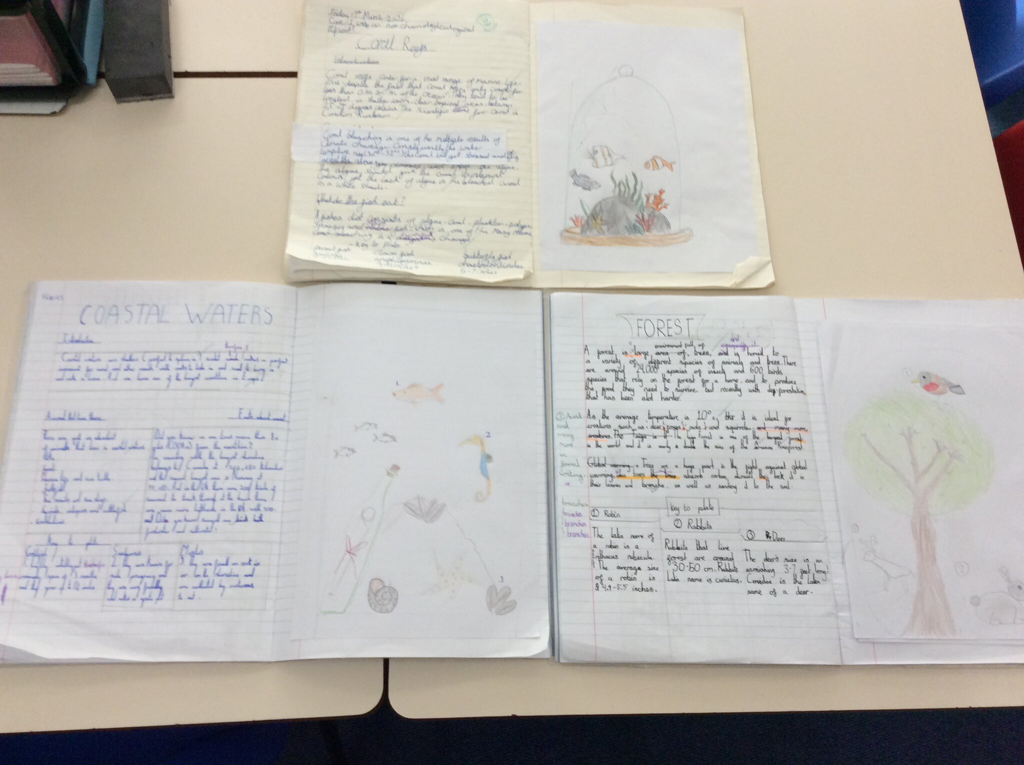 Image of Animalium 2026