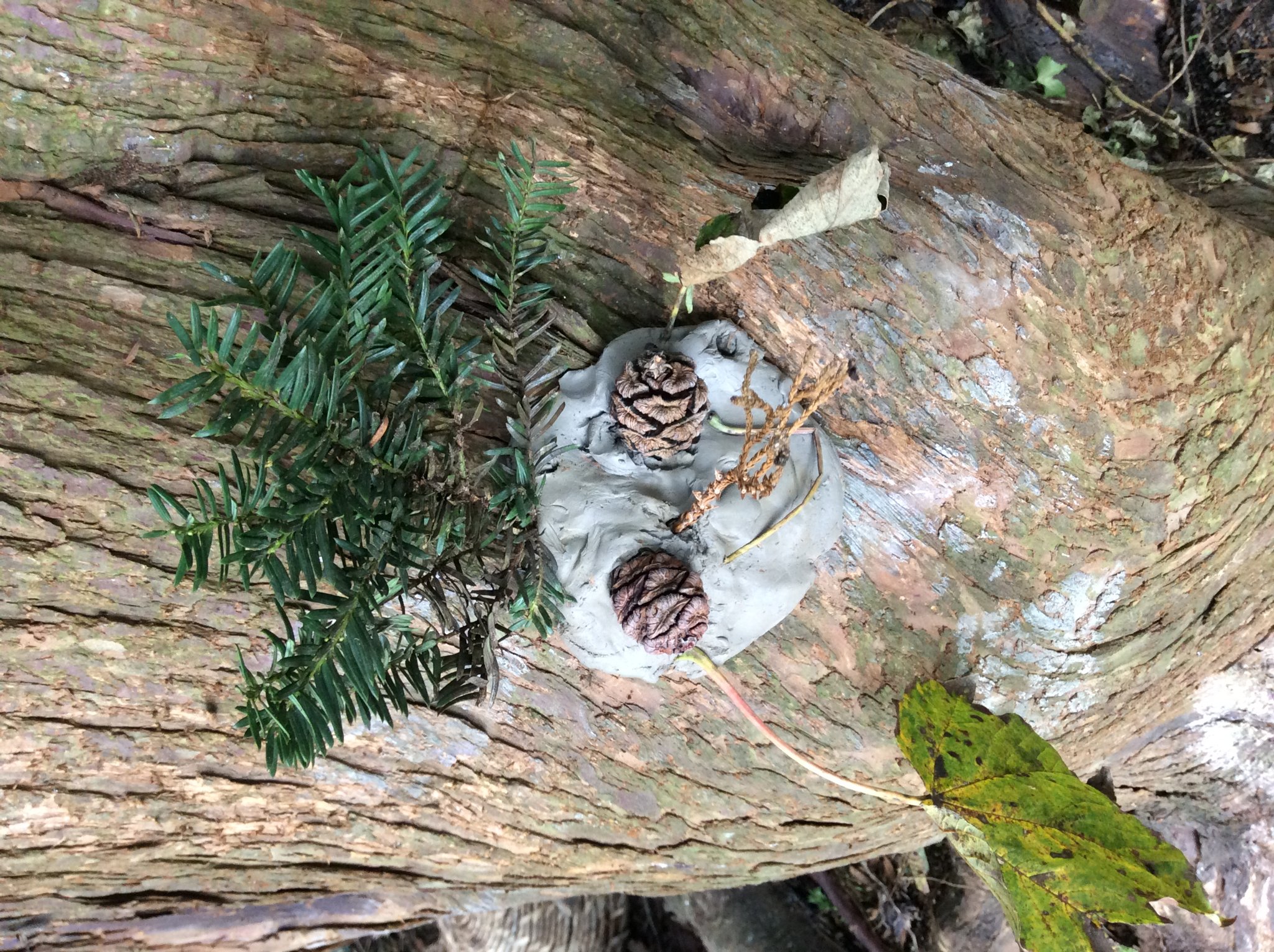 Image of Clay Tree Faces