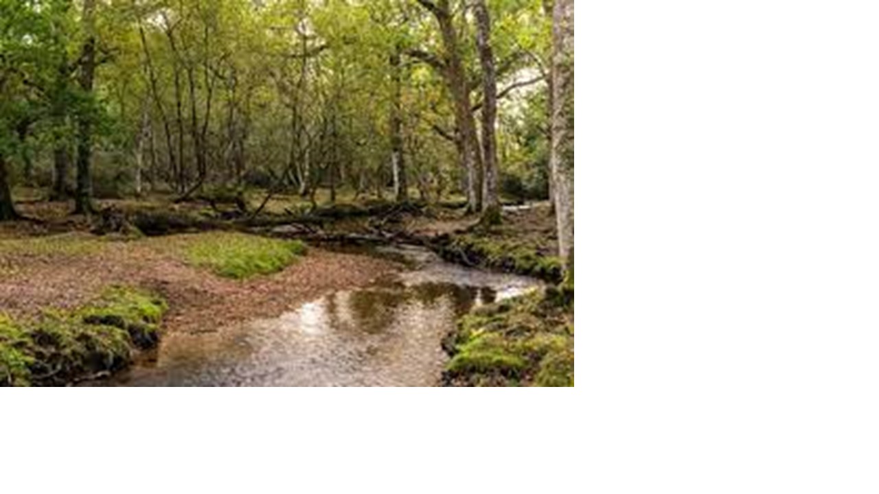 Image of Orienteering Trip to Cannock Chase