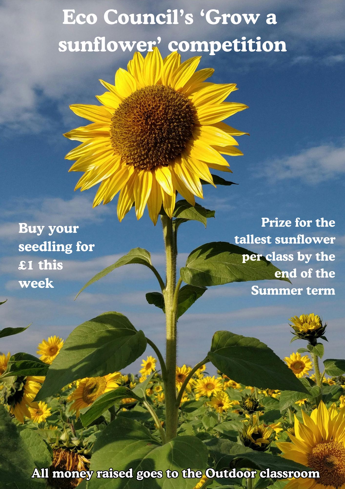 Image of Grow a Sunflower Competition