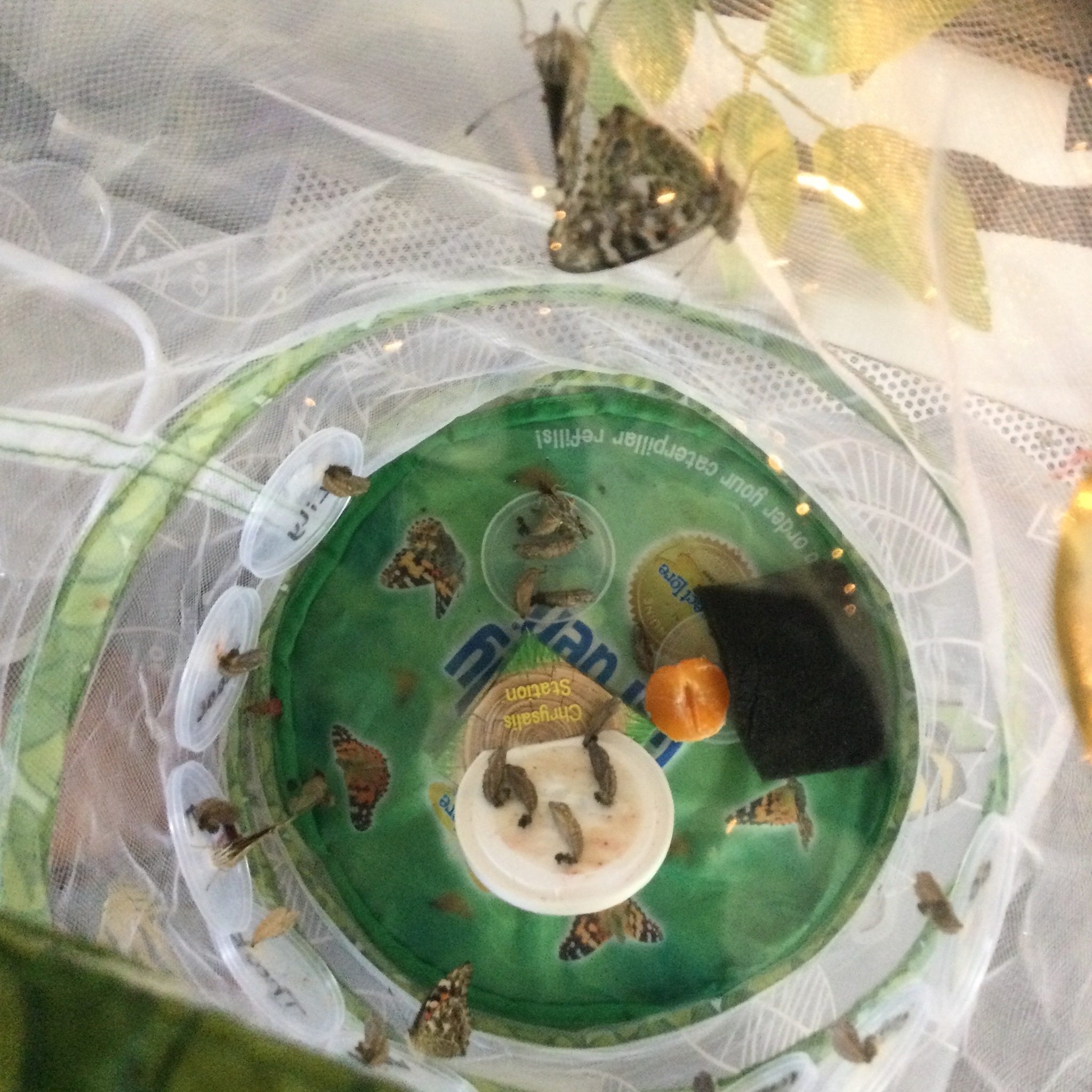 Image of We now have butterflies!