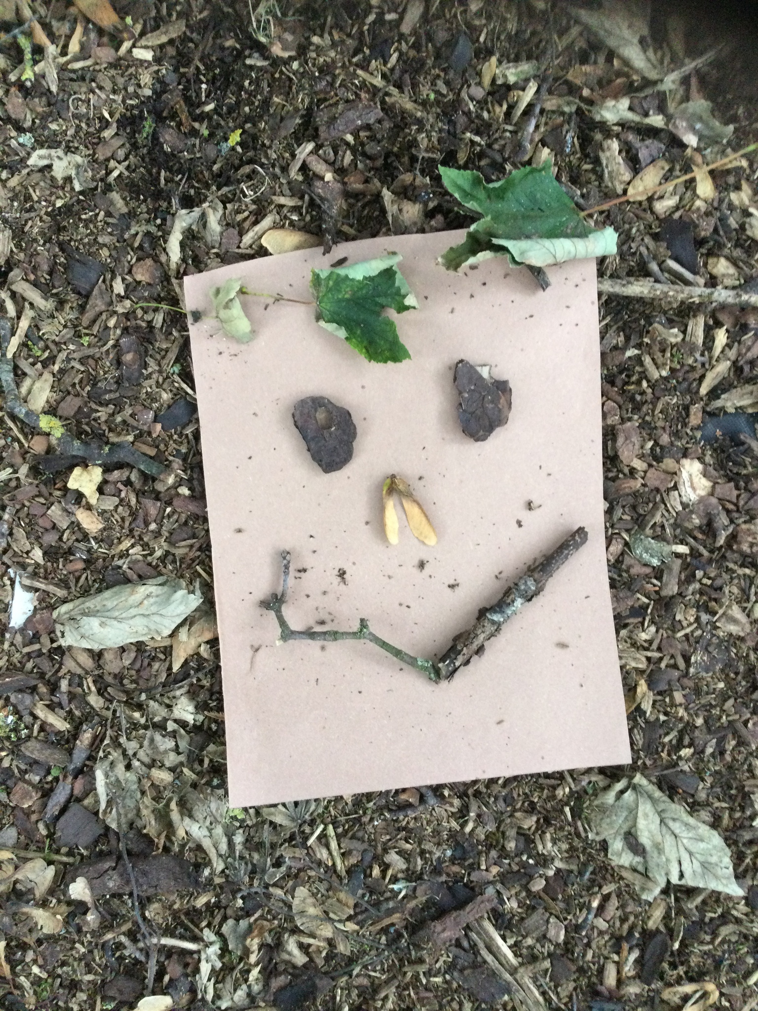 Image of Nature faces
