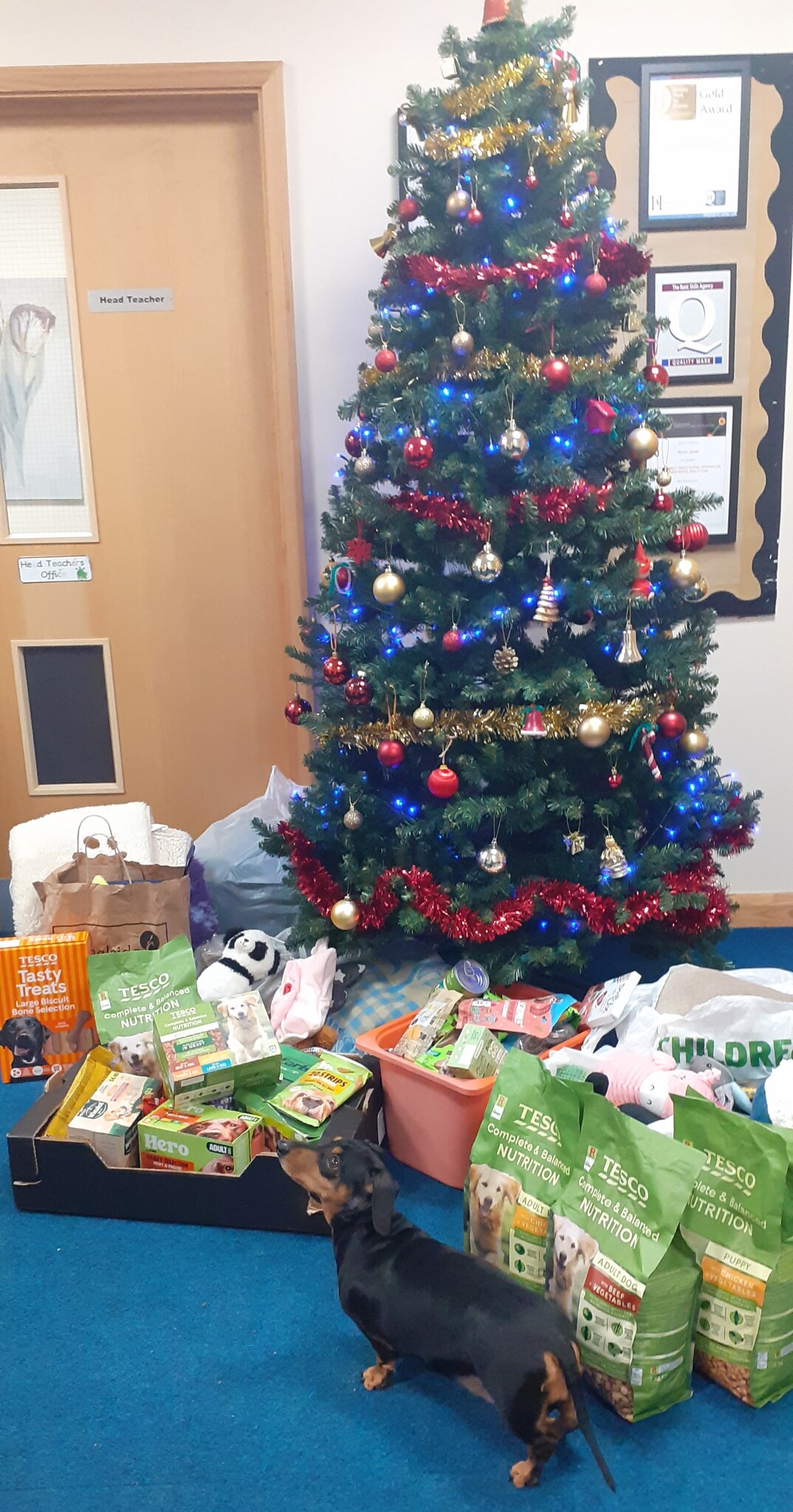 Image of Thank you, Saffy is a little overwhelmed by your generosity to Birmingham Dogs Home! 