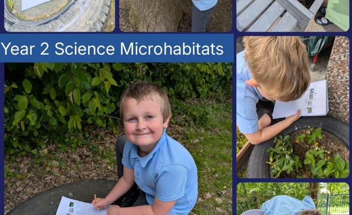 Image of Year 2 Microhabitats