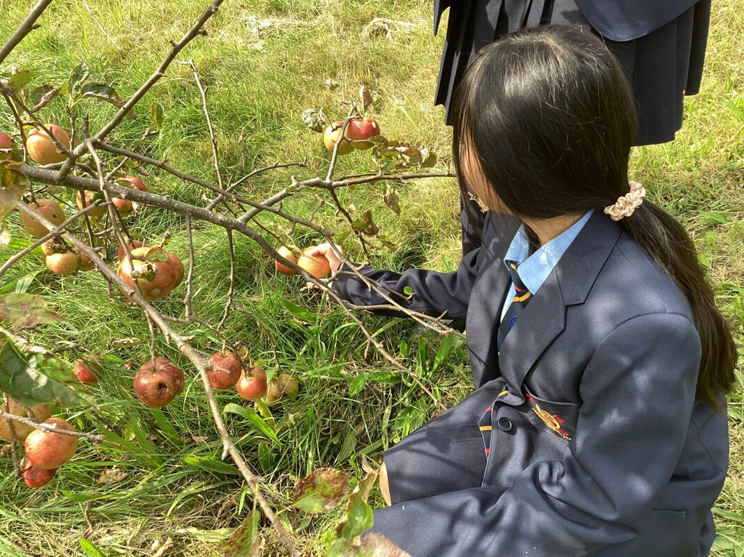 Image of Eco Club starts with apple picking for Harvest festival