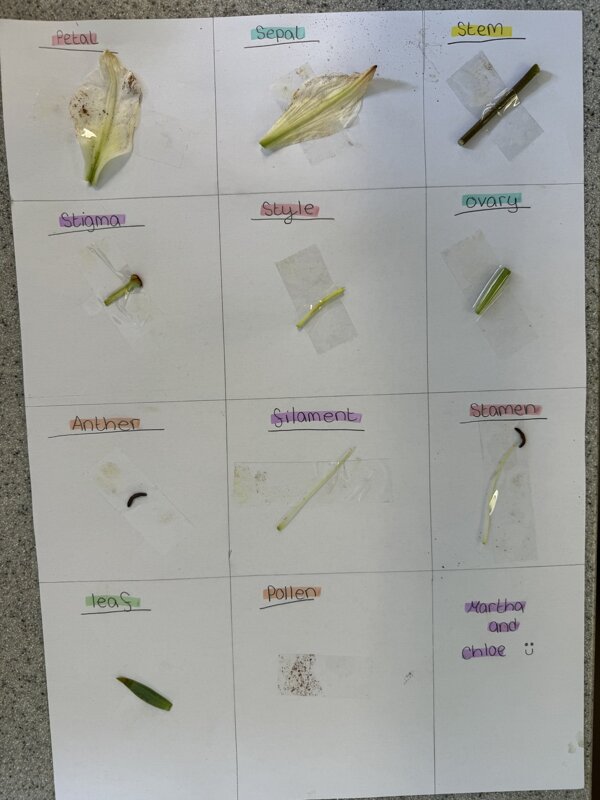 Image of Year 7 pupils enjoy dissecting flowers in Biology