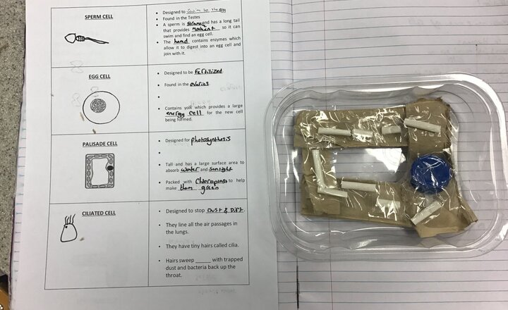 Image of Year 7 pupils create model cells from junk