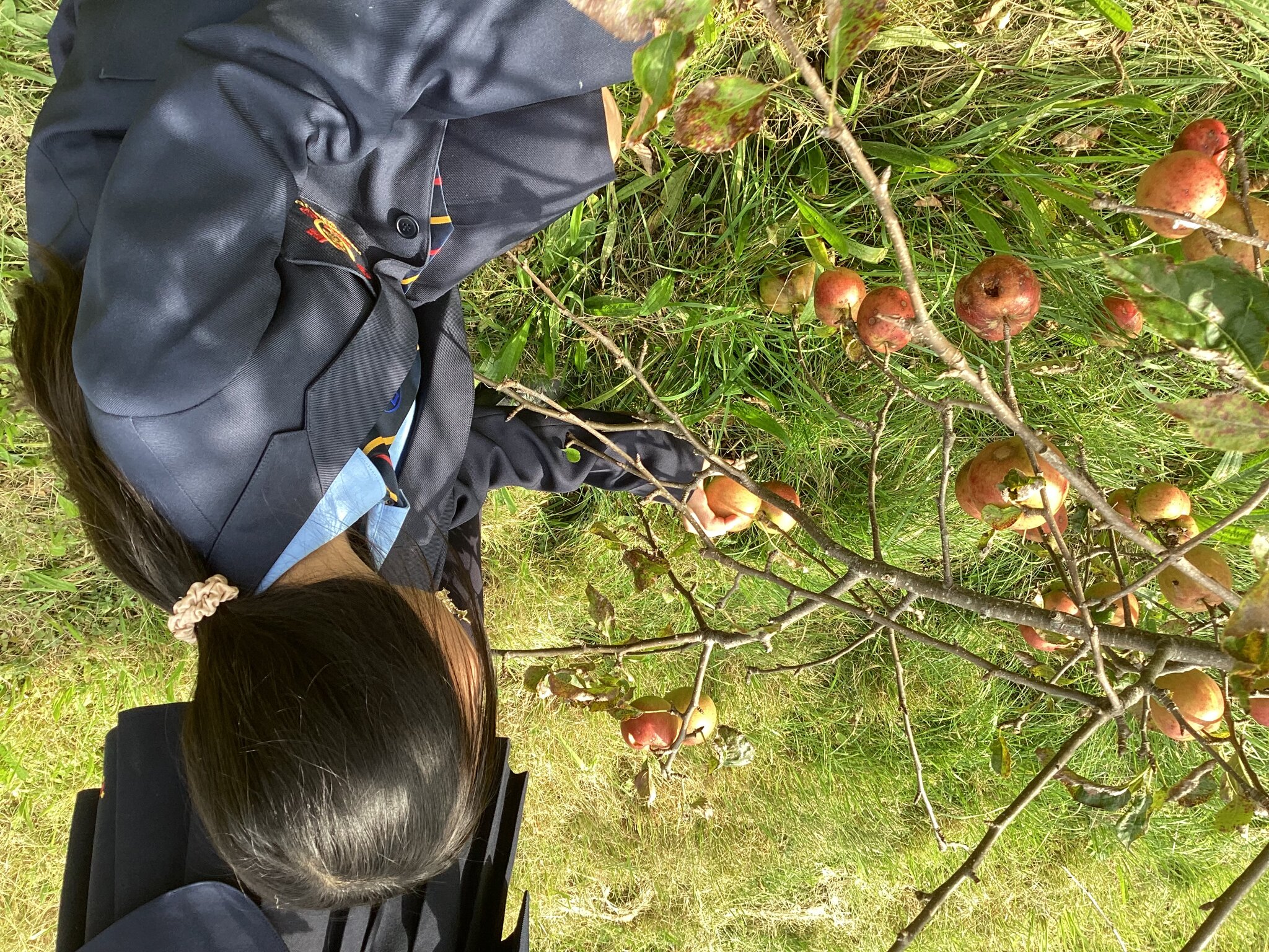 Image of Eco Club starts with apple picking for Harvest festival