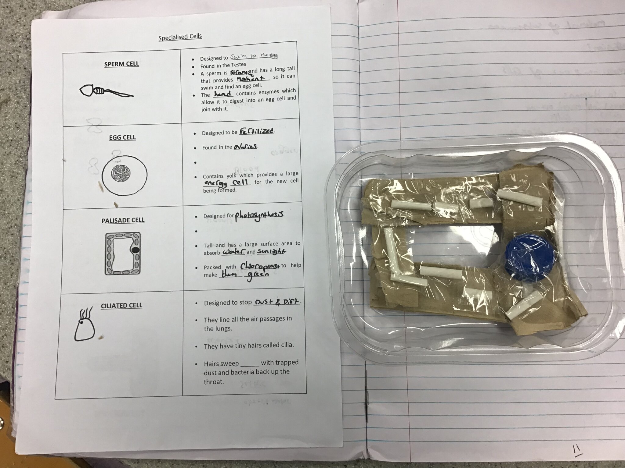 Image of Year 7 pupils create model cells from junk