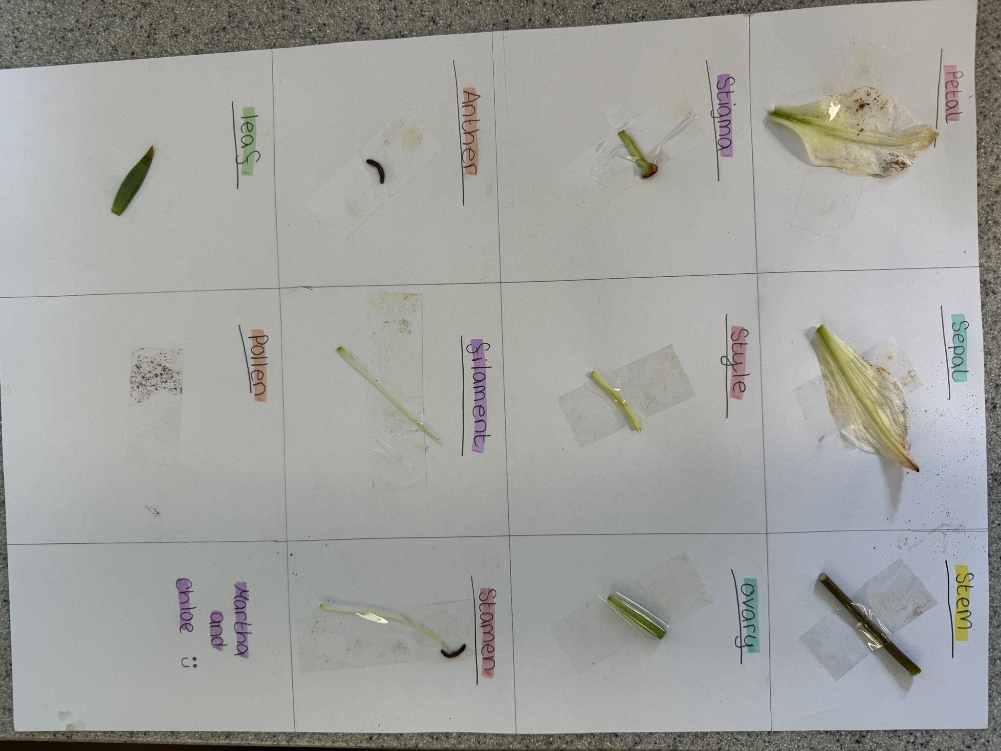 Image of Year 7 pupils enjoy dissecting flowers in Biology