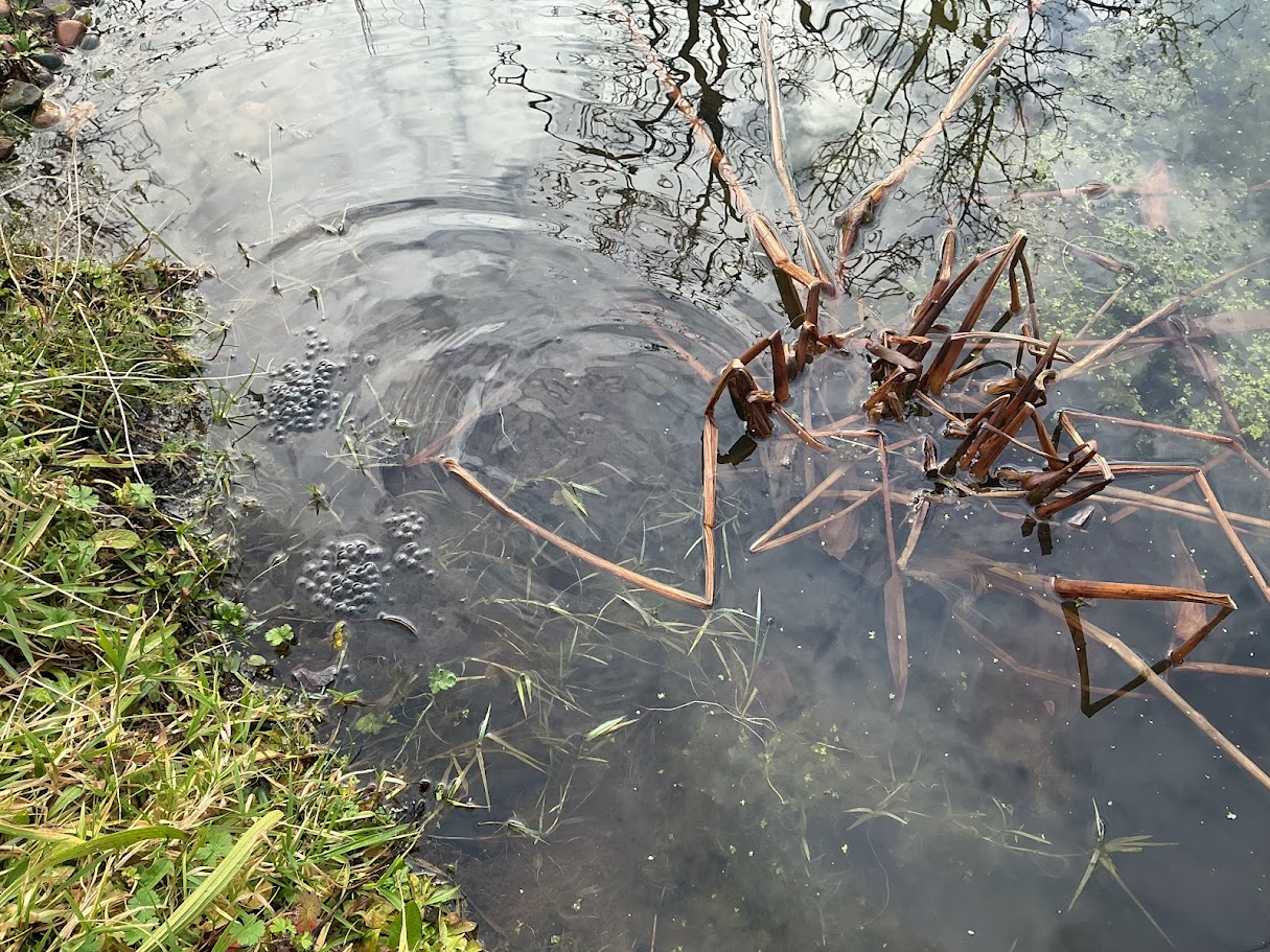 Image of Exciting Discovery in Our School Pond!