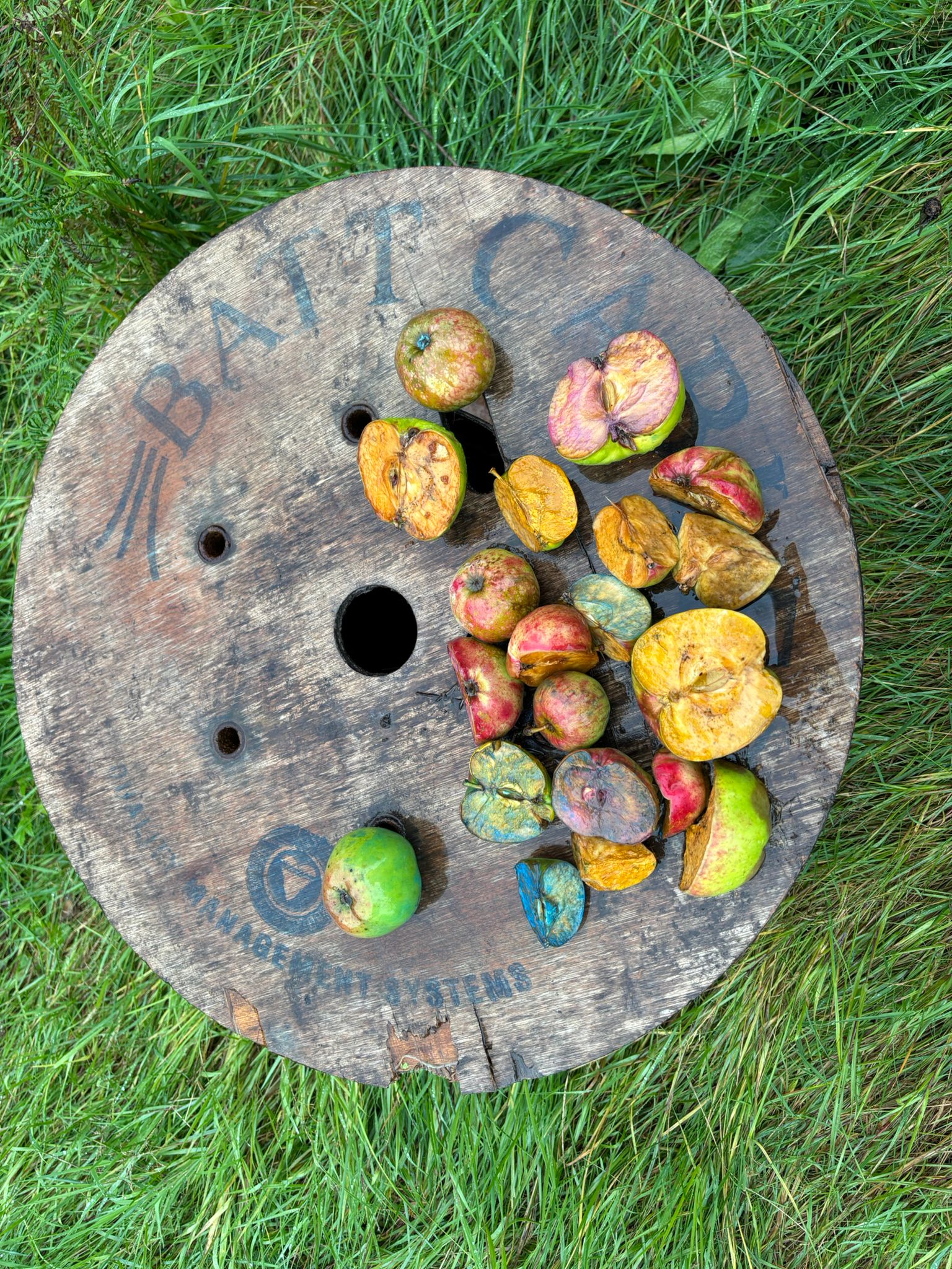 Image of Apple Juice Making - Friday Fun!