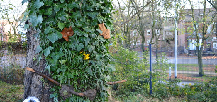 Image of ASFC working in partnership with The Heys Primary School to offer Level 3 Forest School Leader training